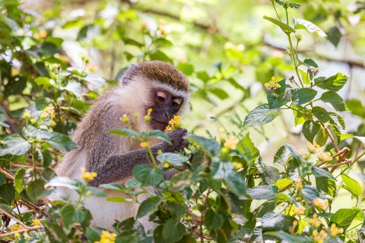 cute feeding Vervet monkey in Lake Chamo national park, Arba Minch, Ethiopia wildlife