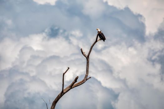 African Fish Eagle perched on tree against dramatic sky, Haliaeetus vocifer, large species of eagle found throughout sub-Saharan Africa, Chamo lake, Ethiopia Africa wildlife