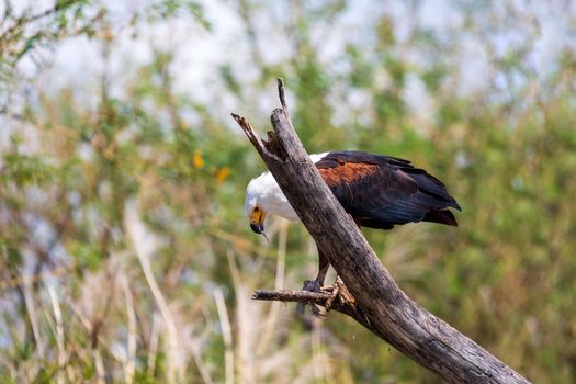 African Fish Eagle eats caught fish on tree, Haliaeetus vocifer, large species of eagle found throughout sub-Saharan Africa, Chamo lake, Ethiopia Africa wildlife