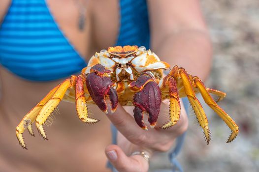 Crab close-up in a female hand on a background of a figure in a blue swimsuit