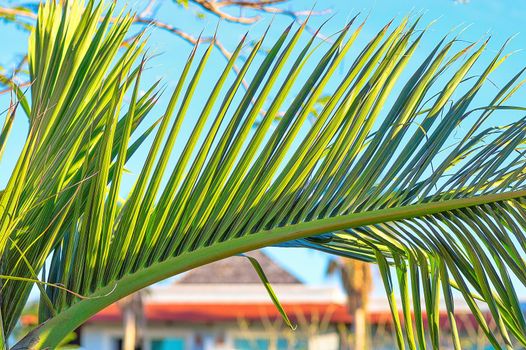 Green branch of a palm tree in the rays of the setting sun, in the background a bungalow and a blue sky