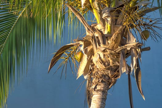 Sunset sun shines on coconuts on a palm tree, close-up against a blue sky