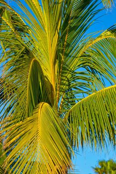 Palm leaves against the blue sky illuminated by the bright sun