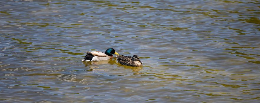 a couple of ducks mallard swims in the Dnieper river on a spring day, banner