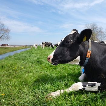 closeup of black and white spotted cow in dutch meadow under blue sky in the netherlands