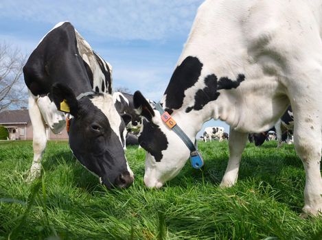 closeup of black and white spotted cows in dutch meadow under blue sky in the netherlands
