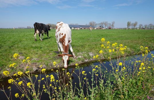 spotted cows and yellow spring flowers in meadow between utrecht and gouda in the netherlands on sunny spring day