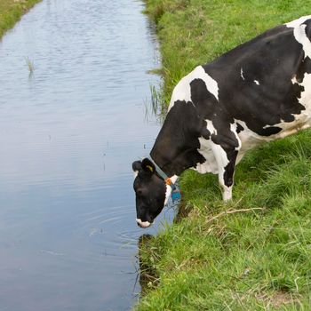 black and white spotted cow drinks from water of canal in holland