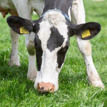 head of black and white spotted cow closeup in dutch meadow in holland