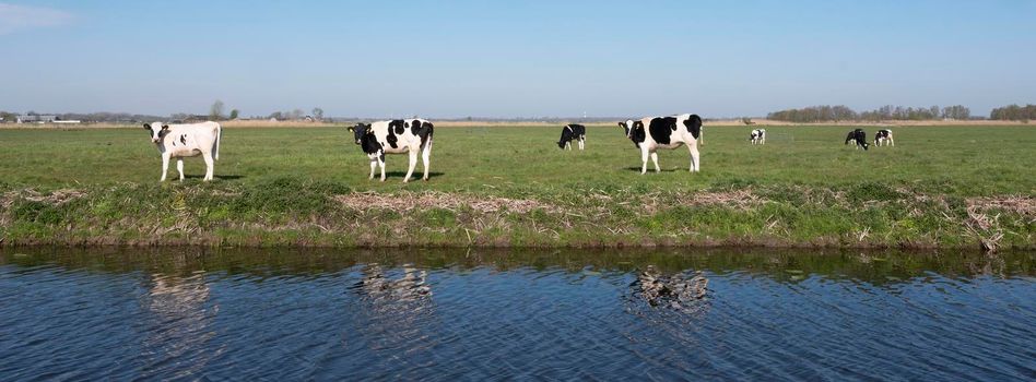 black and white spotted holstein calves in green grassy spring meadow under blue sky in the netherlands between utrecht and gouda