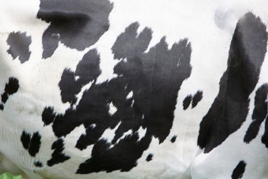 hide on side of black and white spotted cow in closeup