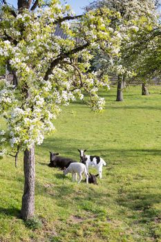 goat and lambs near blossoming spring orchard between utrecht and gouda in the netherlands on sunny spring day