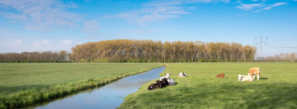 calves in meadow near canal in landscape of green heart near Oudewater in the netherlands under blue sky in spring