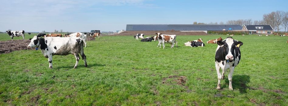 spotted cows and farm in meadow between utrecht and gouda in the netherlands on sunny spring day