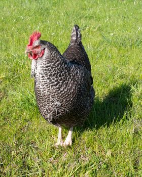 plymouth Rock chicken stands in grass of meadow on sunny day