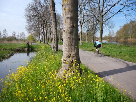 man on bicycle on country road and yellow spring flowers near Woerden in the green haert of holland