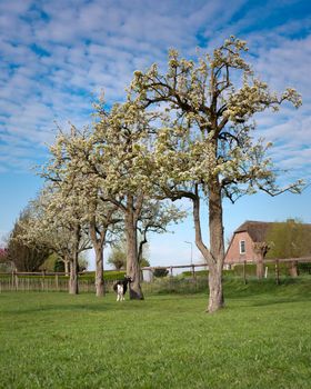 goats near blossoming spring orchard near oudewater in holland on sunny spring day