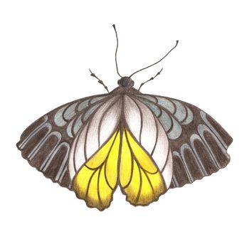 Design Element Hand Drawn Illustration of Colorful Butterfly with Ornamental Wings in Gray and Yellow Colors on White Background. Butterfly Drawn by Color Pencils.