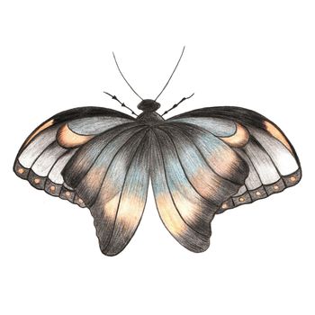 Design Element Hand Drawn Illustration of Colorful Butterfly with Ornamental Wings in Gray, Blue and Orange Colors on White Background. Butterfly Drawn by Color Pencils.