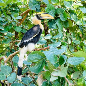 Males Great Hornbill or Buceros bicornis. It is a large bird with white and black feathers and bright yellow and black casque on top of its massive bill are perch on tree branch