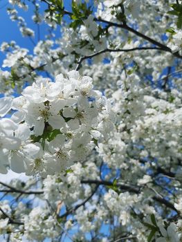 Spring cherry blossoms against the blue sky close-up.