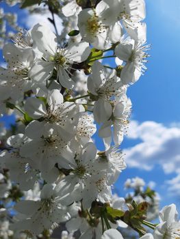 Spring cherry blossoms against the blue sky close-up.