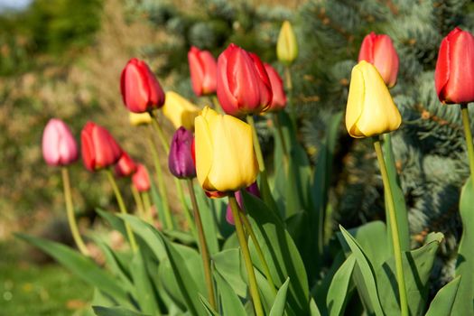 Tulips in blossom during spring time