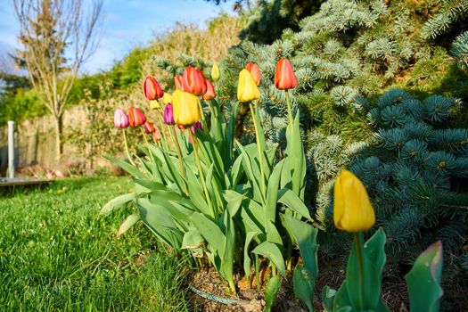 Tulips in blossom during spring time