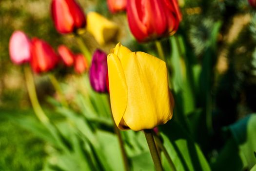 Tulips in blossom during spring time