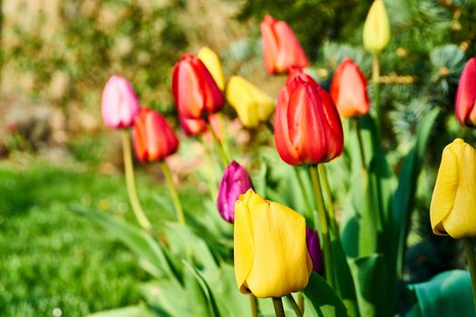 Tulips in blossom during spring time