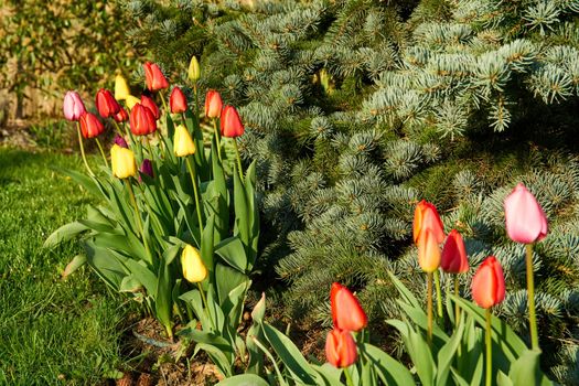 Tulips in blossom during spring time