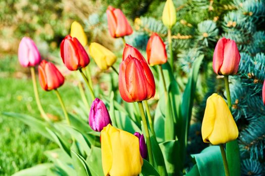 Tulips in blossom during spring time