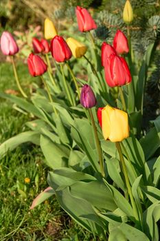 Tulips in blossom during spring time