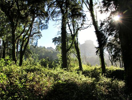 Beautiful leafy forest with colossal trees and soft sun rays in Sintra Mountains in Lisbon, Portugal