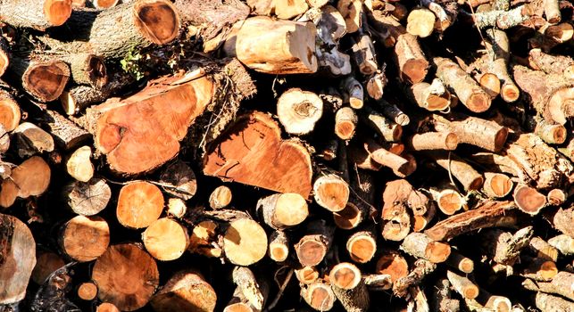 Trunks cut down waiting to be transported in a spanish forest in spring