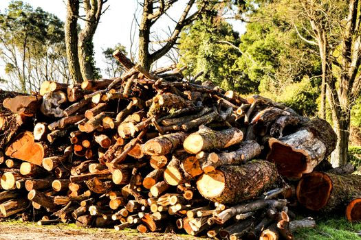 Trunks cut down waiting to be transported in a spanish forest in spring