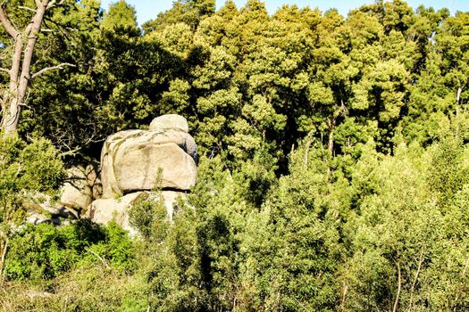 Beautiful leafy forest with colossal trees and soft sun rays in Sintra Mountains in Lisbon, Portugal