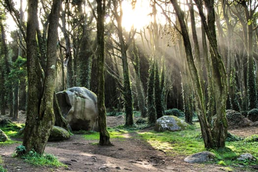 Beautiful leafy forest with colossal rock formations and majestic trees with soft sun rays in Sintra Mountains in Lisbon, Portugal