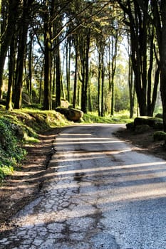 Road crossing leafy pine forest in Sintra Mountains in Lisbon, Portugal