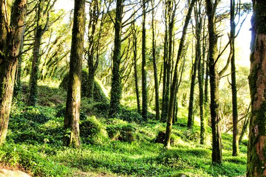 Beautiful leafy forest with colossal rock formations and majestic trees with soft sun rays in Sintra Mountains in Lisbon, Portugal