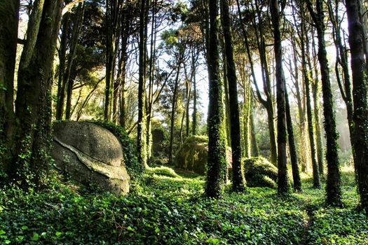 Beautiful leafy forest with colossal rock formations and majestic trees with soft sun rays in Sintra Mountains in Lisbon, Portugal