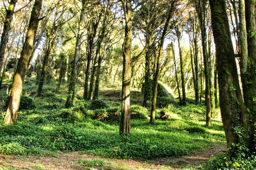 Beautiful leafy forest with colossal trees and soft sun rays in Sintra Mountains in Lisbon, Portugal