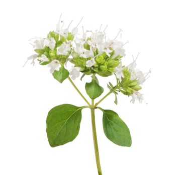 Isolated green oregano branch with flowers