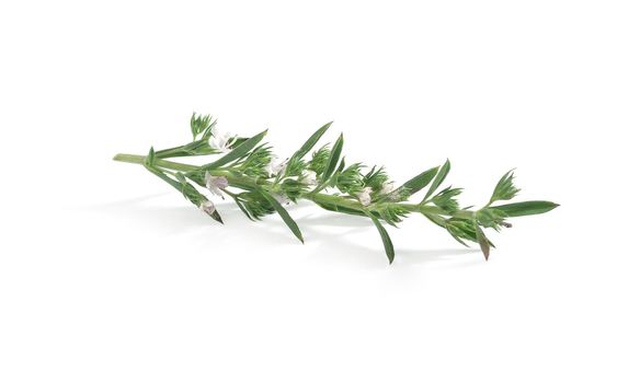 Branch of thyme with flower