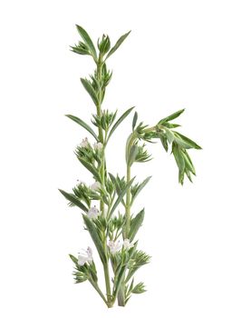 Branch of thyme with flower