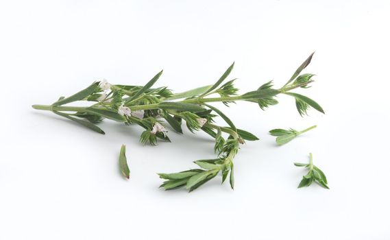 Branch of thyme with flower