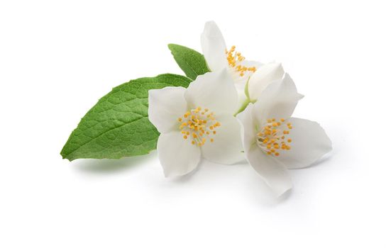 Isolated branch of blossoming jasmine on the white