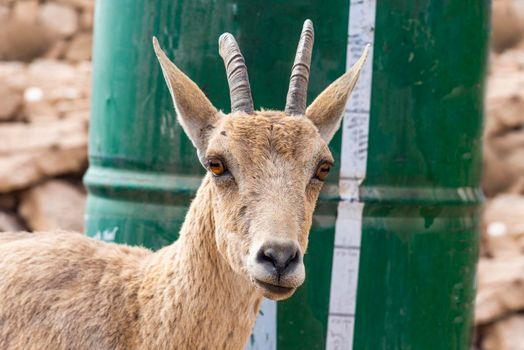 Close up of a Capra ibex Nubian, Nubian Ibexes family near Mitzpe Ramon. High quality photo