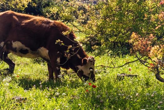 A herd of cows grazing on grass in front of a forest. Travel concept hiking. North District Israel High quality photo