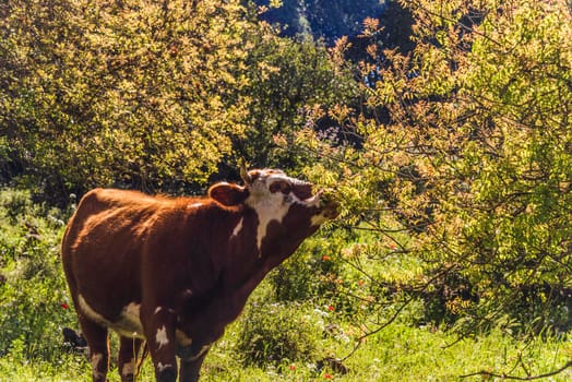 A herd of cows grazing on grass in front of a forest. Travel concept hiking. North District Israel High quality photo